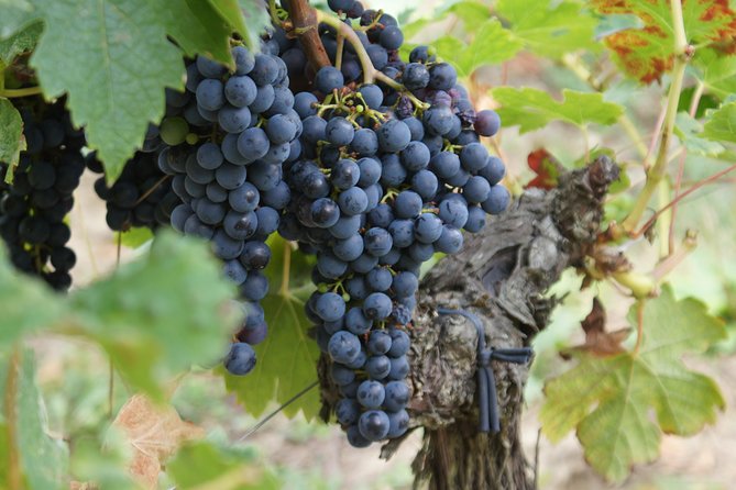 Full-day wine tour in Saint-Emilion (Premium Sedan) - Why this private Saint-Émilion day works well