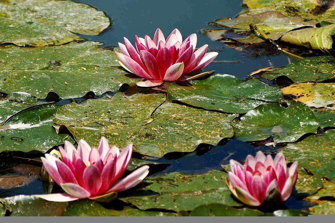Giverny Half-Day Small-Group Tour from Paris – Max 7 Guests - Lunch break in Giverny: plan for food on your own