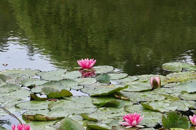 Giverny Half-Day Small-Group Tour from Paris – Max 7 Guests - The guide factor: pacing, English, and the difference you feel on site