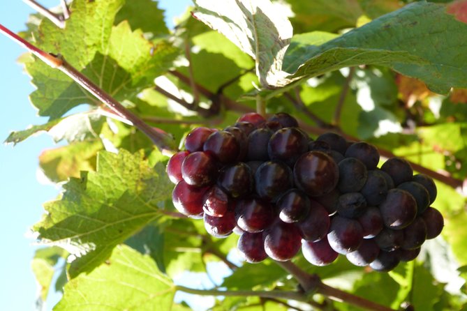 Golden stones Beaujolais Wine Tour with Tastings from Lyon - Who should book this Golden Stones Beaujolais tour?