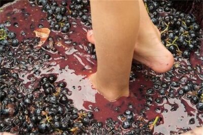 Grape Stomping in Provence - Climbing into the antique oak barrels