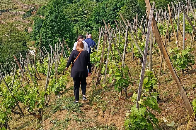 Guided Day Tour and Wine Tasting Northern Rhône Valley - Northern Rhône from Lyon: a day trip that actually feels like wine country
