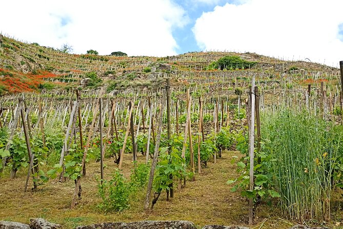 Guided Day Tour and Wine Tasting Northern Rhône Valley - Stop 5: Two winery tastings near Tain-l’Hermitage (and comparing styles on purpose)