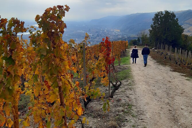 Guided tour and wine tasting Northern Rhône Valley - Key highlights if you want the short list
