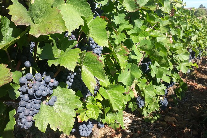 Guided tour and wine tasting Northern Rhône Valley - Condrieu stop: steep-slope vines and why this 45 minutes matters