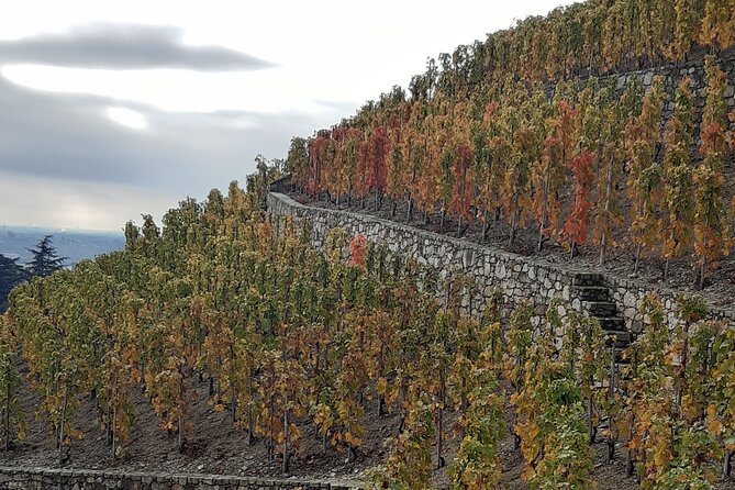 Guided tour and wine tasting Northern Rhône Valley - Ampuis tasting: second winery, more pours, and how the wines connect