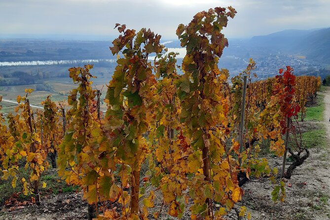 Guided tour and wine tasting Northern Rhône Valley - The guide experience: how the stories make the appellations click