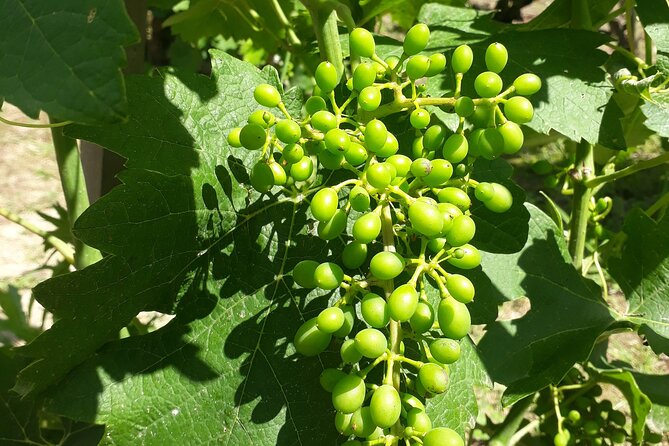 Guided tour and wine tasting Northern Rhône Valley - Price and value: what $143.97 buys you in the Northern Rhône