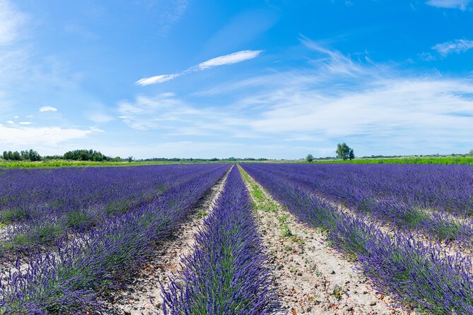Guided tour Distillery of Lavender between Nîmes & Arles - Price and Timing: Why a $9.65 Ticket Can Be a Good Use of Time