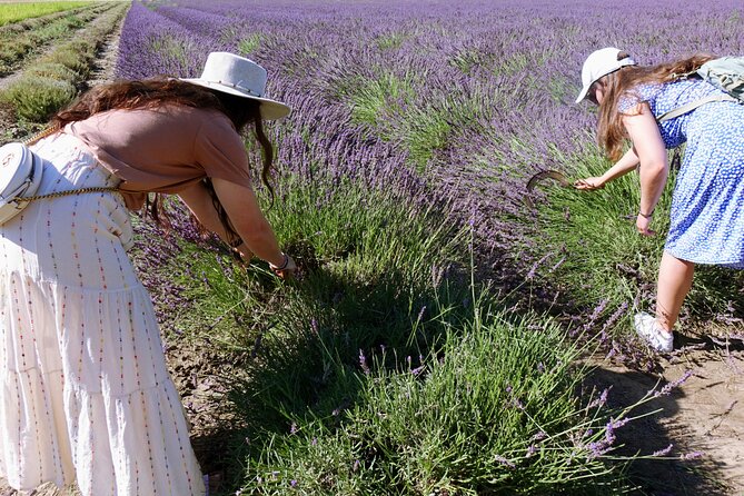 Guided tour Distillery of Lavender between Nîmes & Arles - Logistics You’ll Actually Care About: Tickets, Group Size, and Location