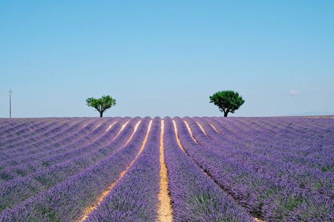 GUIDED TOUR: Lavender fields, the Gorges du Verdon - Why this Nice day trip covers so much ground