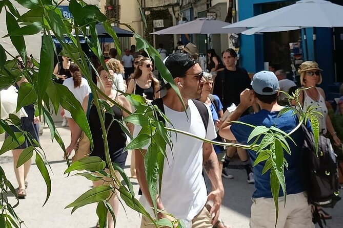 Guided tour of the Historic Center of Avignon - Why this walk helps you read Avignon
