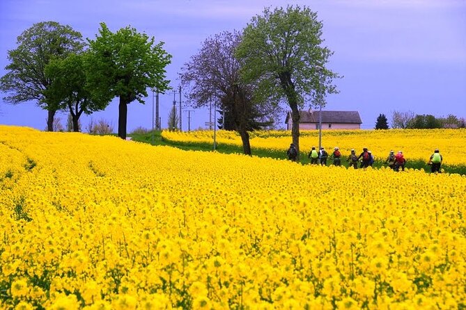 Guided week Bike Tour in France, Burgundy wine region - The return ride: Beaune to Dijon through the Côte de Nuits