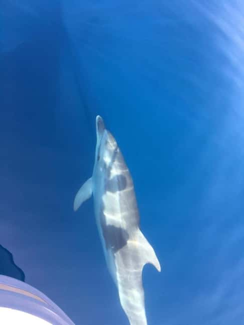 Gulf of Porto: Visit the Calanques de Piana and/or Scandola Reserve - Key highlights worth knowing