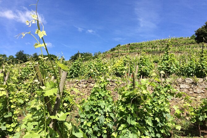 Half-Day Cotes du Rhone Private Wine Tour from Lyon - Vienne brings Roman ruins and a Rhône Valley view