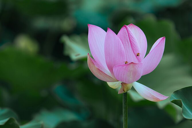 Half Day Giverny Monet's Gardens Tour - Why Giverny makes a strong half-day trip from Paris
