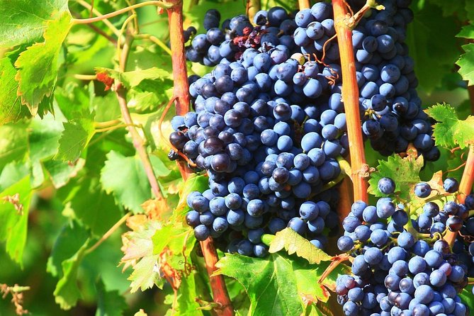 Half Day Great Vineyard Tour from Avignon - Price and Value: What Your Money Buys Here