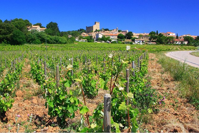 Half Day Great Vineyard Tour from Avignon - The Pace and the “Itinerary Flex” Reality Check