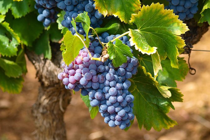 Half-Day Wine Tasting and Saint Paul de Vence Tour from Nice - Saint-Paul-de-Vence and a sun-aged vineyard, in one half day