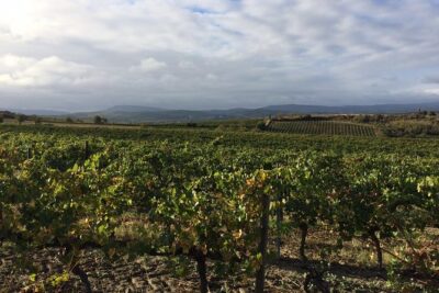 Half day wine tour. Private tour from Carcassonne and around. - Your first winery: vines, pruning, and fresh wines
