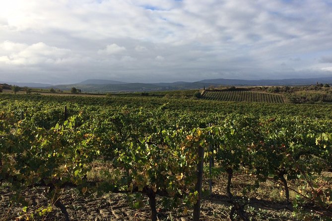 Half day wine tour. Private tour from Carcassonne and around. - Your first winery: vines, pruning, and fresh wines