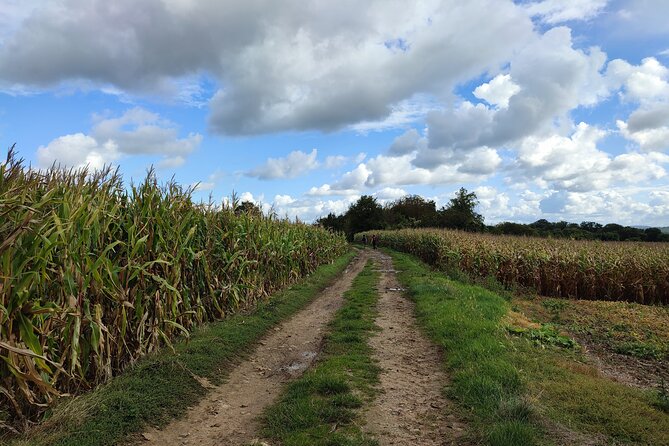 Hiking Adventure in Van Gogh's Footsteps with 6 miles walk - Cemetery stop: a brief visit with real weight
