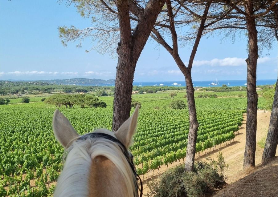 Horse back riding + wine tasting in Ramatuelle - Is $93 a fair price?
