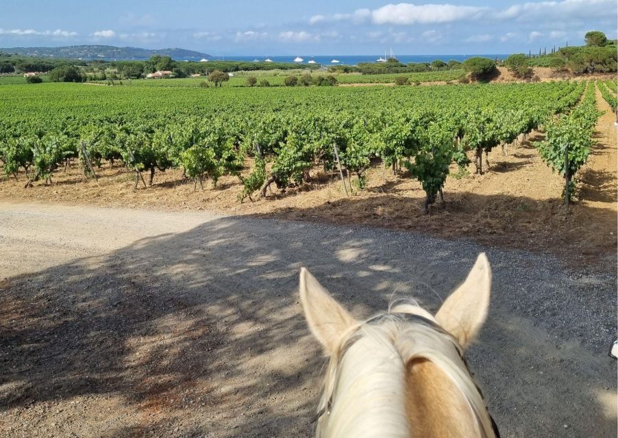 Horse back riding + wine tasting in Ramatuelle - Who should book this ride?