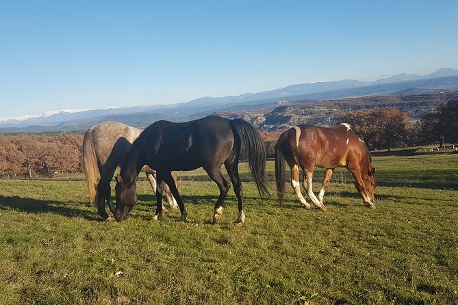Horse ride in Haute Provence Luberon and Forcalquier - The ride itself: heights, direction, and what you should watch for