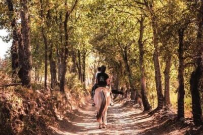 Horse riding in the vineyards of Grimaud + wine tasting - A one-hour ride through vineyards and the Maures forest