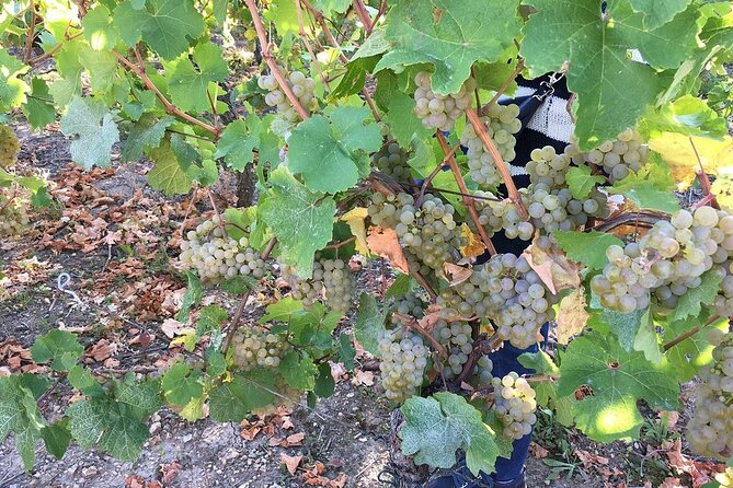 ICONICS Tour: 1/2 day on the Wine Route, visit of 2 Villages + Tasting. - Key highlights to know before you book