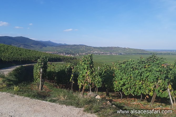 ICONICS Tour: 1/2 day on the Wine Route, visit of 2 Villages + Tasting. - A short, satisfying wine-route loop from Colmar