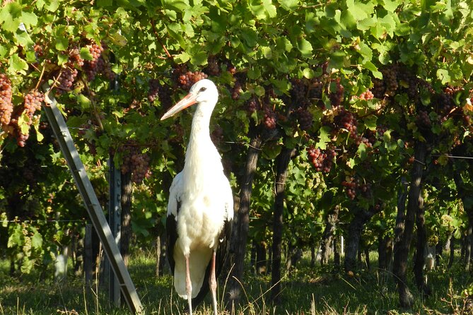 ICONICS Tour: 1/2 day on the Wine Route, visit of 2 Villages + Tasting. - Value check: what $114.93 buys you in practice