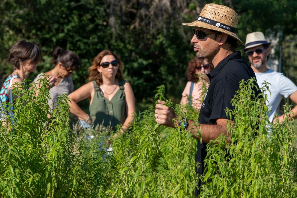 Lavender Field & Distillery Tour between Nimes & Arles - The Short Production Video and the “Alchemy” Storyline