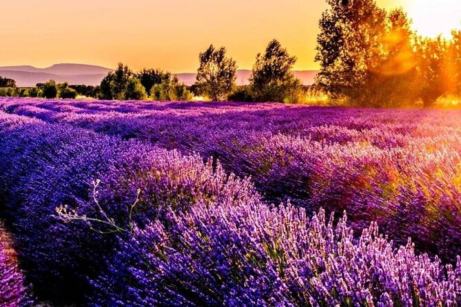 Lavender Fields Full Day Private Tour From Marseille - Moustiers-Sainte-Marie, pottery and a dramatic climb