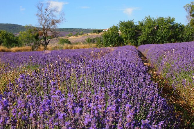 Lavender Full-day Tour in Sault From AIX-EN-PROVENCE - Why Sault makes a good Provence day trip