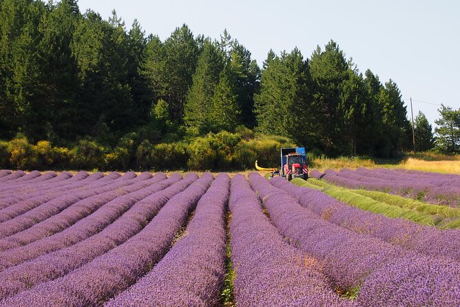 Lavender Full-day Tour in Sault From AIX-EN-PROVENCE - Free time in the village of Sault