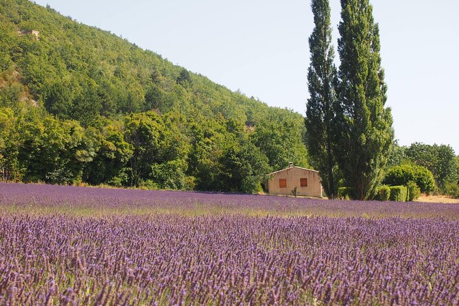 Lavender Full-day Tour in Sault From AIX-EN-PROVENCE - What the small-group format changes
