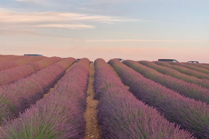 Lavender in Bloom : Unforgettable Provençal Stroll - Why the Valensole Plateau is worth the long ride