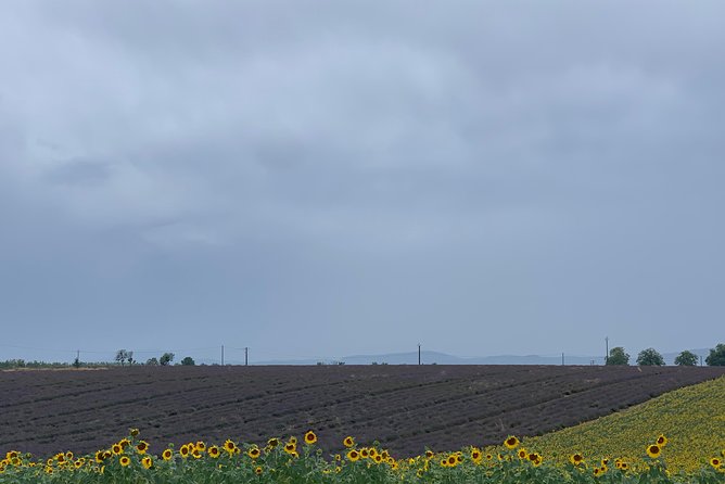 Lavender in Bloom : Unforgettable Provençal Stroll - Photo stops across the lavender fields