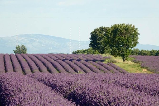 Lavender in Bloom : Unforgettable Provençal Stroll - L’Occitane factory store: a useful optional finish