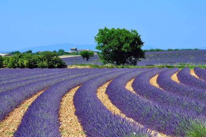 Lavender Small-Group Tour In Valensole from Marseille - Stop 1: Plateau de Valensole for photos and lavender know-how