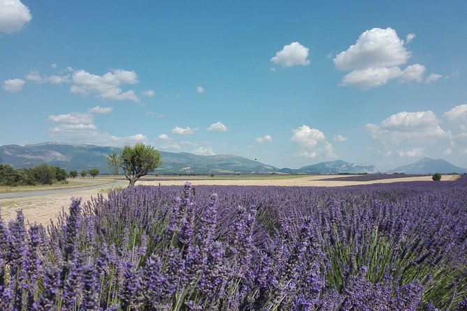 Lavender Small-Group Tour In Valensole from Marseille - The producer stop: where lavender becomes a product you can actually buy