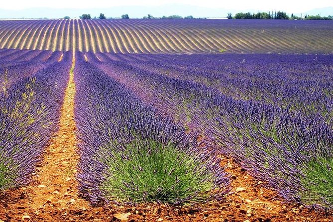 Lavender Small-Group Tour In Valensole from Marseille - Stop 4: Lac de Sainte-Croix / Verdon area and the swim-or-don’t moment
