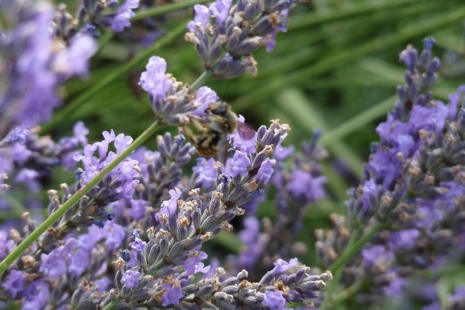 Lavender Small-Group Tour In Valensole from Marseille - The drive itself: what to expect from the minivan day