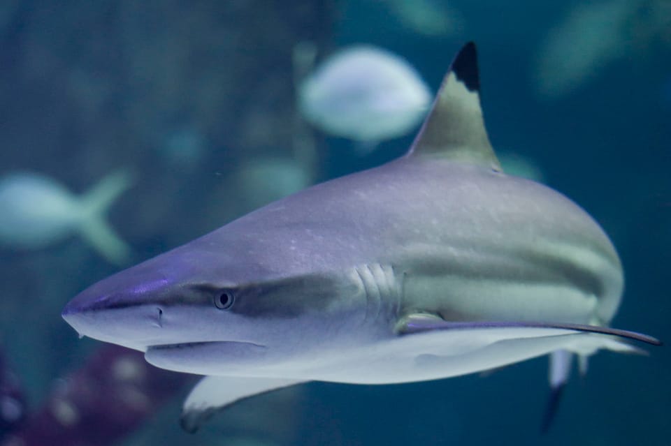 Le Grau-du-Roi: Seaquarium Skip-the-Line Entrance Ticket - What to do with food, time, and expectations
