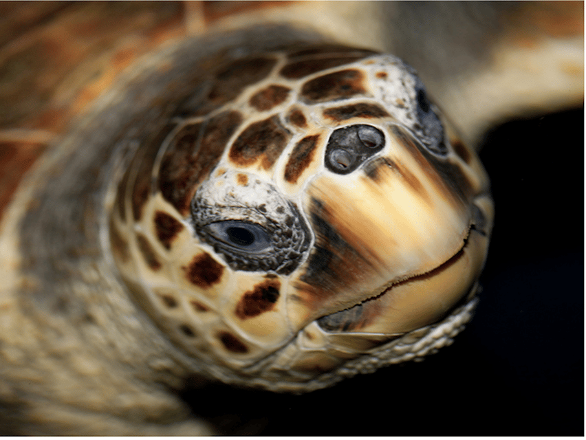 Le Grau-du-Roi: Seaquarium Skip-the-Line Entrance Ticket - The Mediterranean wildlife: tanks that feel made for watching