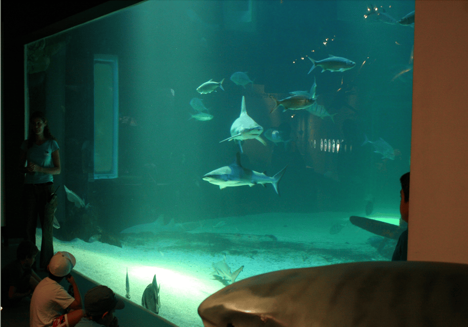 Le Grau-du-Roi: Seaquarium Skip-the-Line Entrance Ticket - Seals and sea lions: the enclosure that keeps people watching