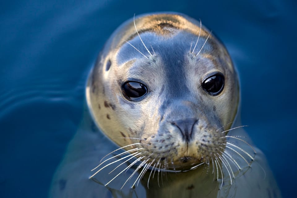 Le Grau-du-Roi: Seaquarium Skip-the-Line Entrance Ticket - Skip-the-line entry and how to pace your visit
