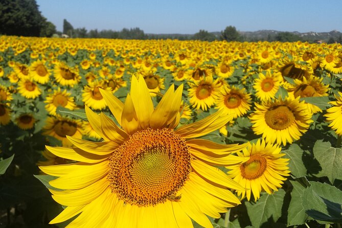 Luberon, Roussillon & Gordes Half-Day Tour from Avignon - Gordes: why the hilltop village time is just right (30 minutes)